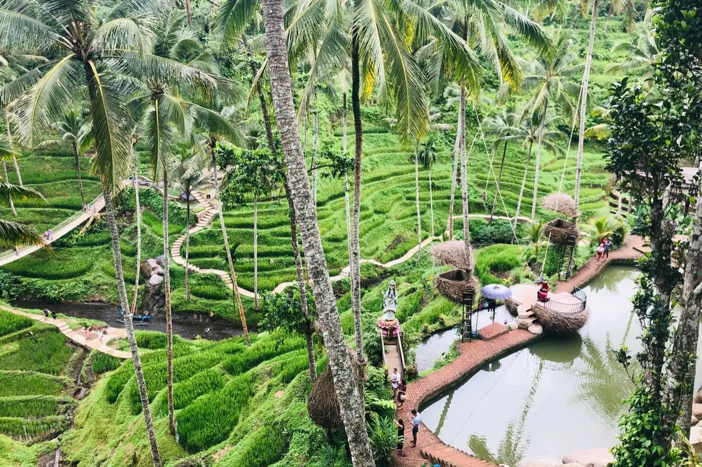 Rice terraces and coconut palms in Bali